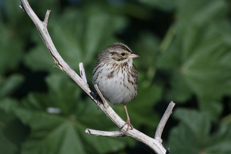 Savannah Sparrow 011109 095.jpg